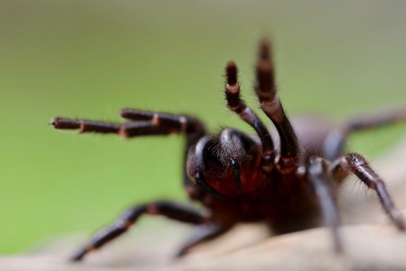 Cadaver nose hairs, dead spiders and anchovies' sexual activity are some of the winners in this year's Ig Nobels, the prize for humorous scientific feats.