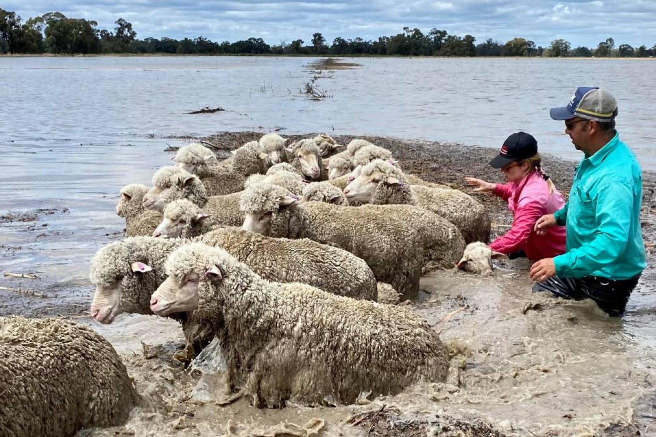 Desperate farmers have swum sheep to safety in NSW