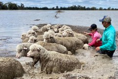 Desperate farmers swim stranded sheep to safety