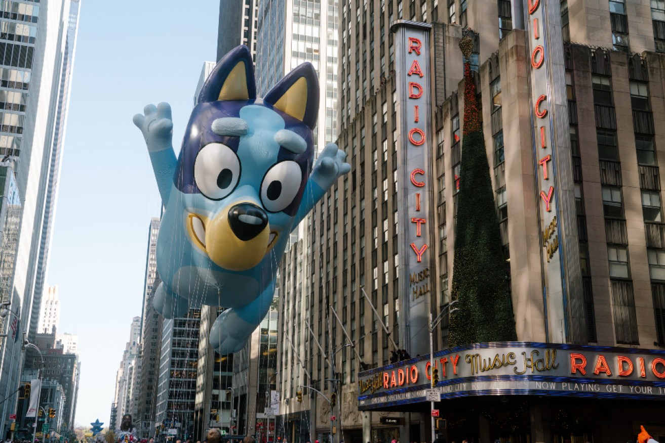 The beloved Australian blue heeler soared above the crowds at the 96th annual Macy's Thanksgiving Day Parade.