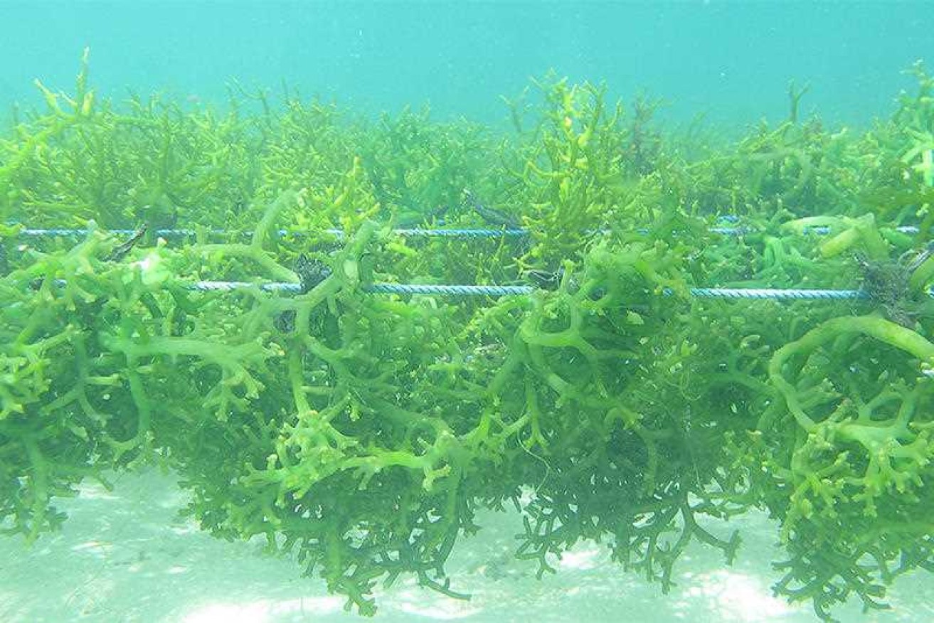 Seaweed's many benefits and potential is a new and exciting field for environmental science. 