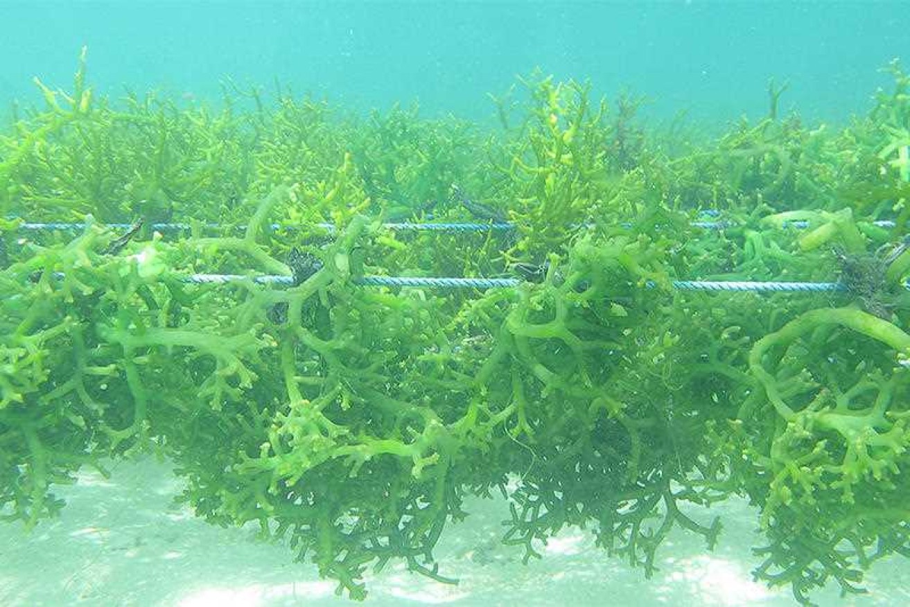 Seaweed's many benefits and potential is a new and exciting field for environmental science.