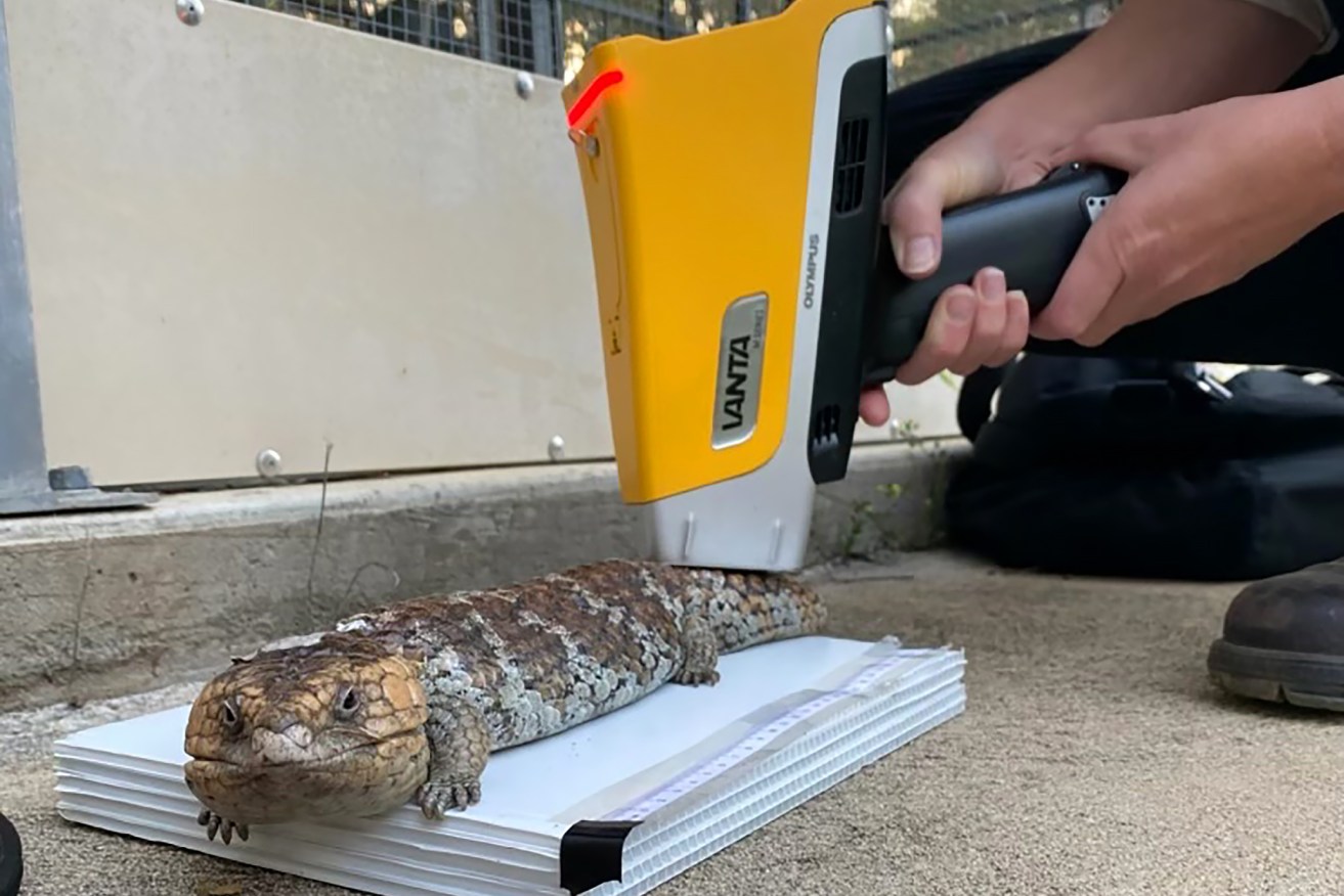 X-ray fluorescence can measure the presence of elements such as zinc and potassium in wildlife.