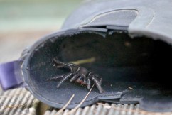 Humid weather perfect for funnel-web activity
