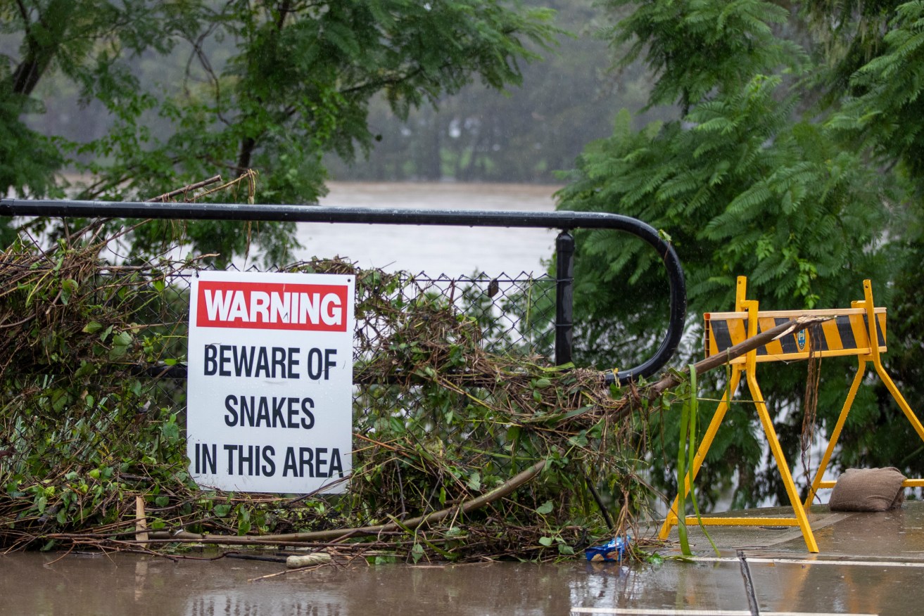 Authorities in NSW say the floods are leading to more interactions between snakes and people.