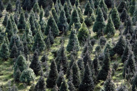 Tree shortage threatens to ruin Christmas