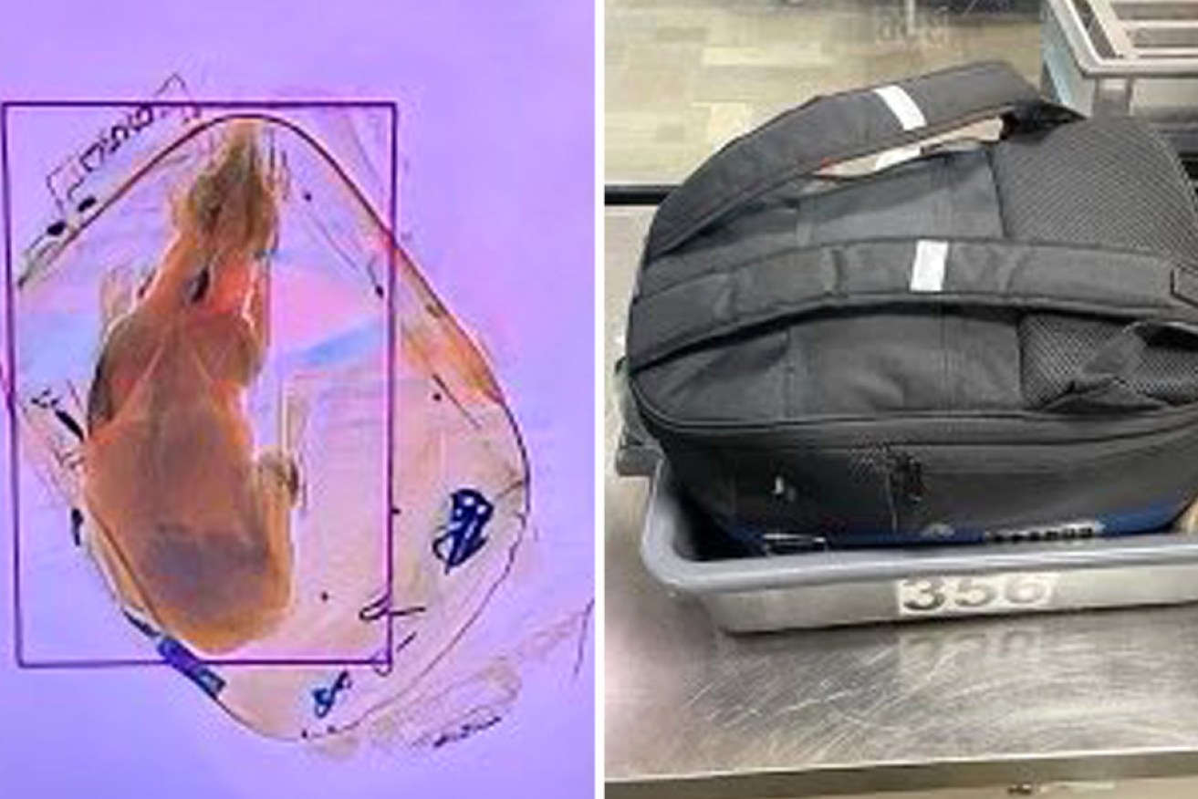 X-ray technicians at a US airport were shocked to find a dog in a traveller's backpack.