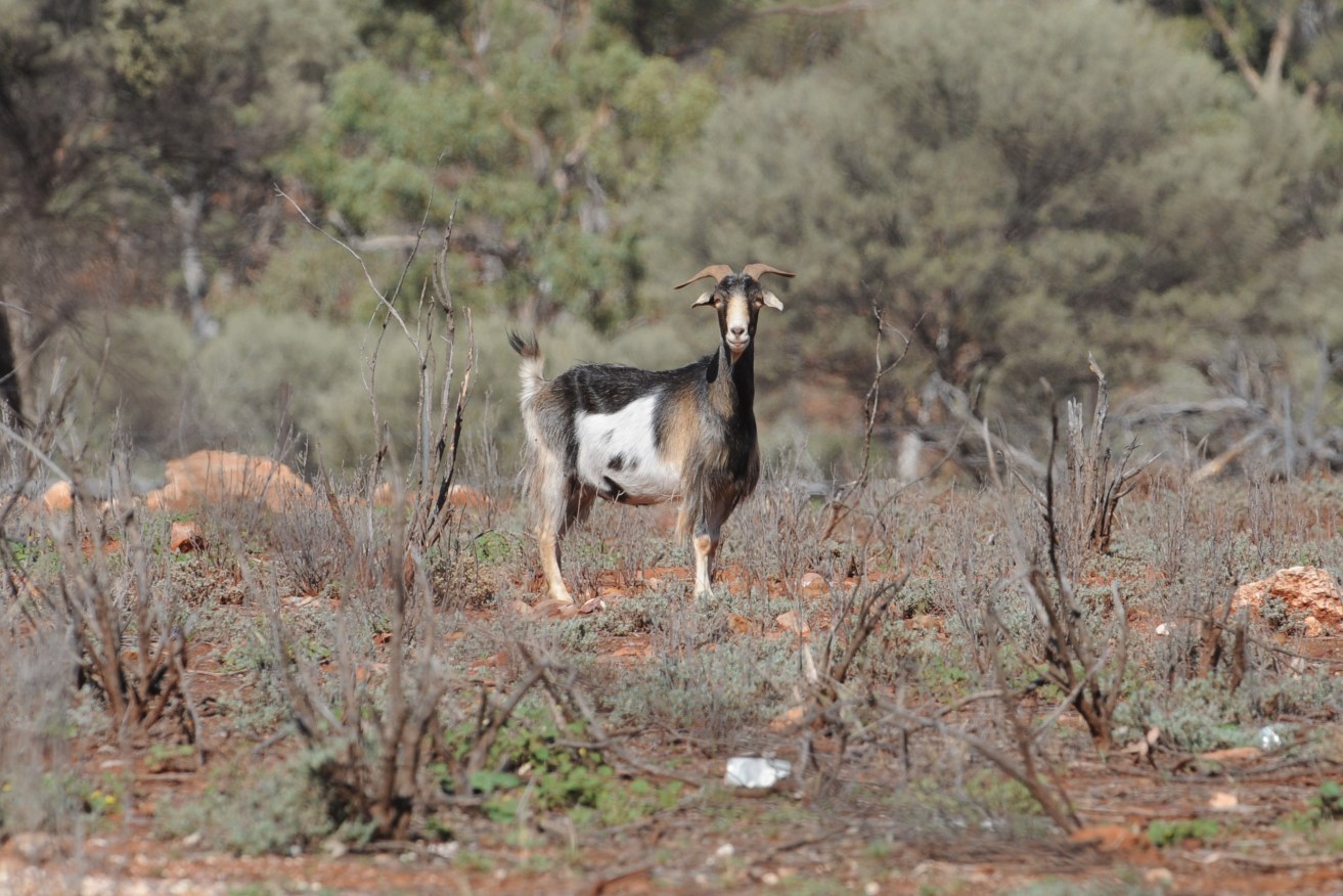 A truck driver has been charged for allegedly running over more than 80 goats in NSW.