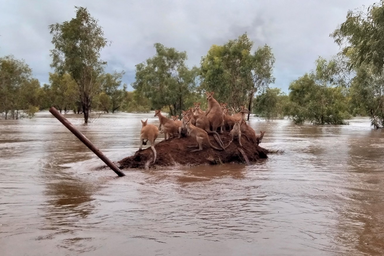 Kangaroos huddle on a clump of high ground as the Kimberley reels from the worst floods ever seen. <i>Photo: AAP/Andrea Myers</i>