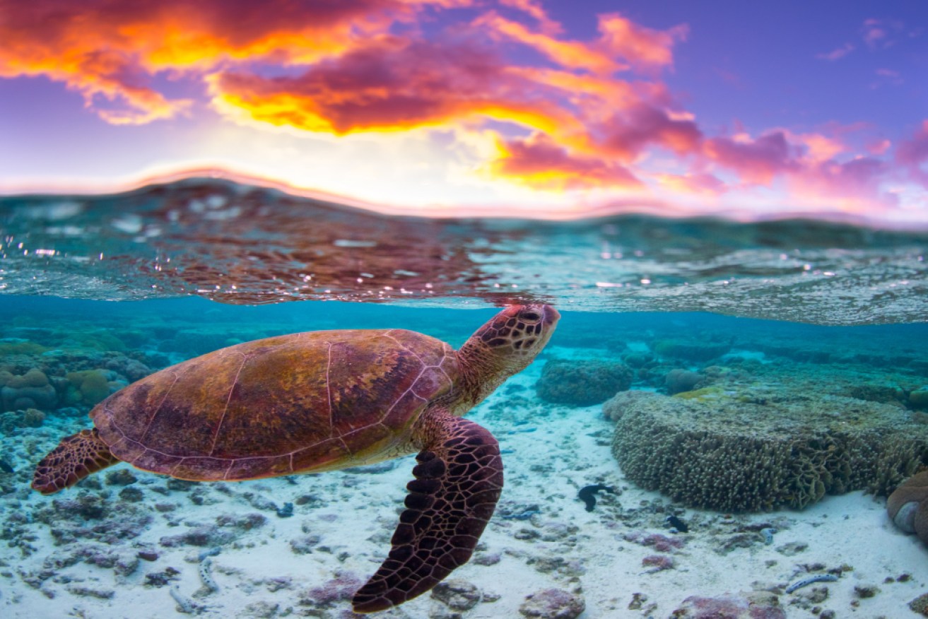 A sea turtle at sunset.