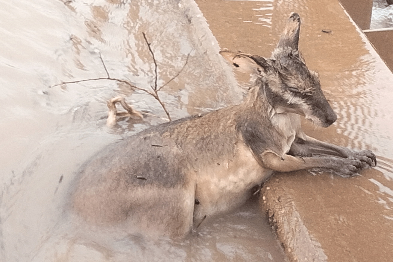 Soaked and exhausted, this kangaroo keeps its head above water on the outskirts of inundated Fitzroy Crossing. <i>Photo: AAP</i>