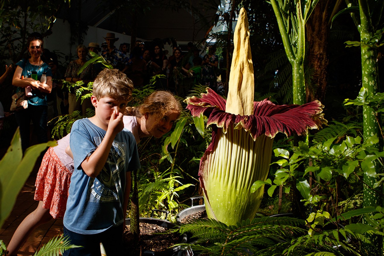 The titan arum, an endangered Indonesian flower, gives of odour similar to that of rotting flesh.
