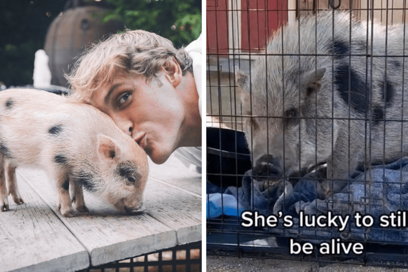 Logan Paul's pet pig Pearl was found abandoned in a field with life-threatening injuries.