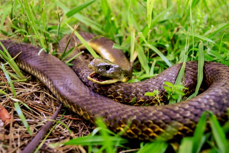 On a tiny Australian island, tiger snakes evolved huge jaws in a surprisingly short time