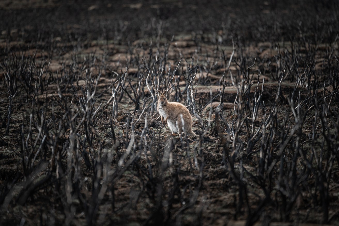 Australia's bushfire risk is set to rise again. 