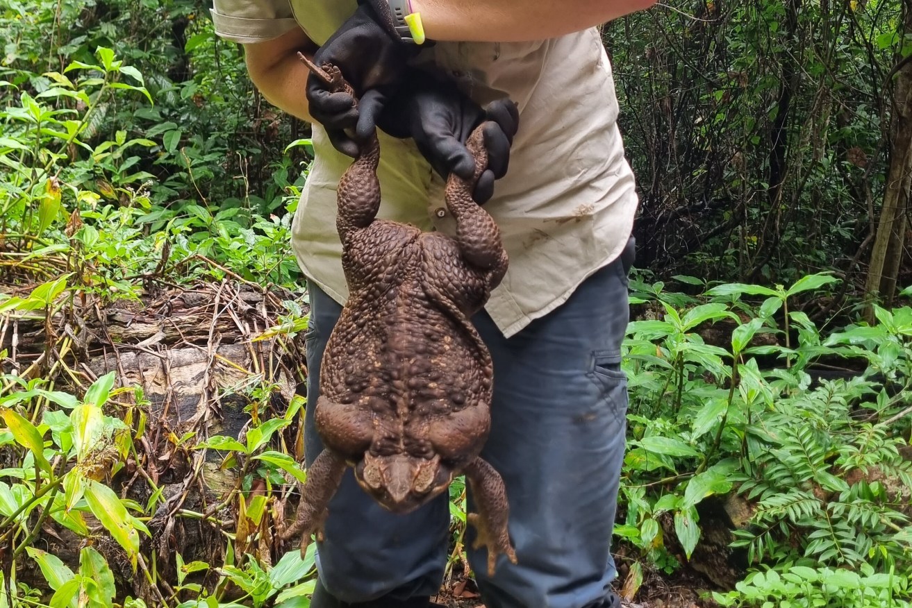 Toadzilla, found in north Queensland, was 25cm long and weighed in at a world record 2.7kg.