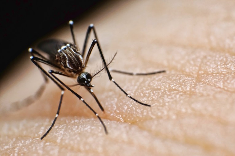 'Affluent mosquitoes': Itchy threat to well-heeled