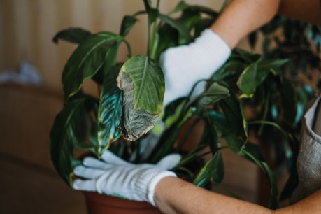 A root-and-branch guide to reviving indoor plants