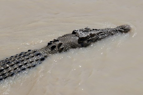 Fears poachers hunting crocodiles in north Qld