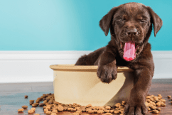 Study finds popular dog foods can make pet sick