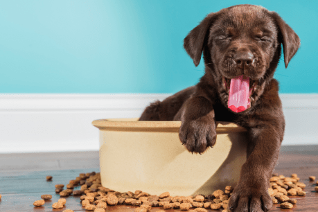 Study finds popular dog foods can make pet sick