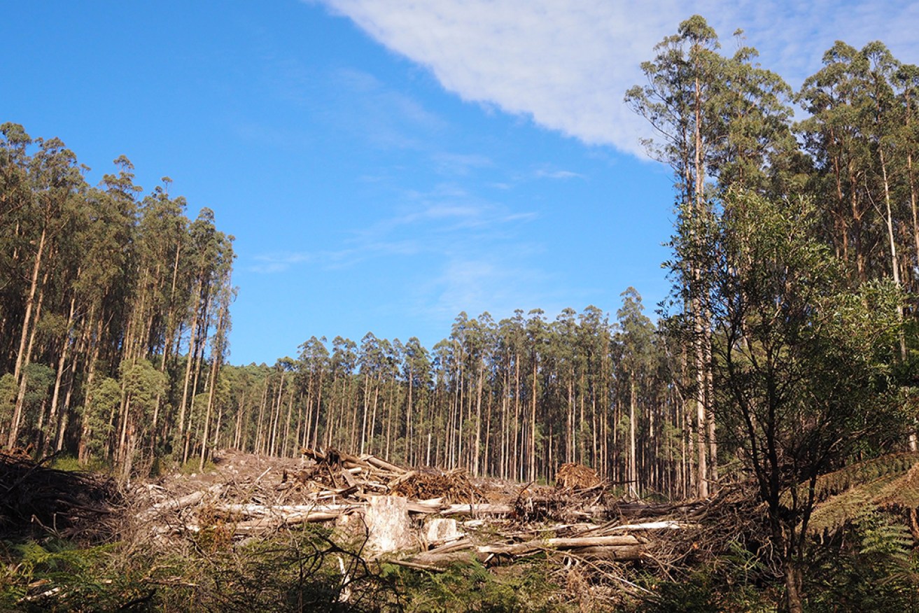 A shortage of timber led to job losses at a paper mill in Maryvale in Victoria's Latrobe Valley. 