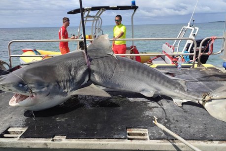 Australian dad named, as monster shark caught