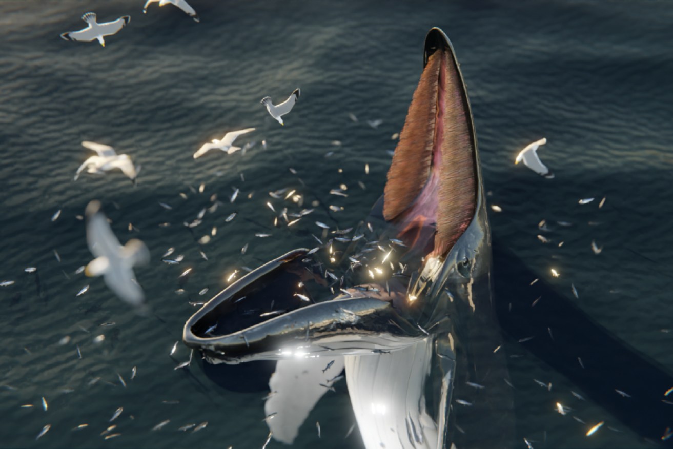 A digital reconstruction of a humpback whale trap feeding.