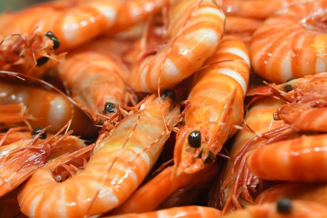 White spot outbreak forces partial prawn lockdown