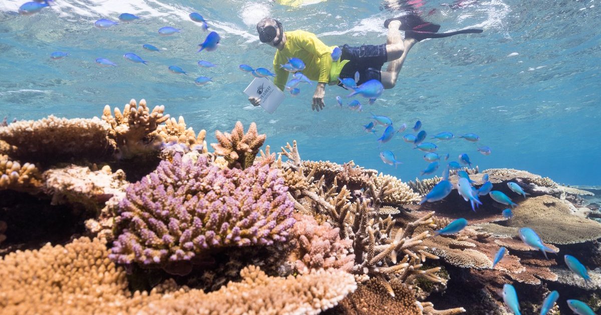 Meet the Townsville scientists helping to save Great Barrier Reef
