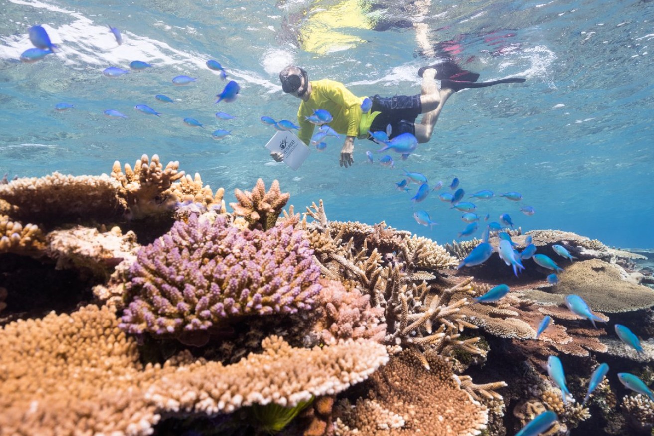 Master Reef Guide exploring Townsville’s section of the Great Barrier Reef.