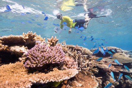 Meet the scientists helping save the reef