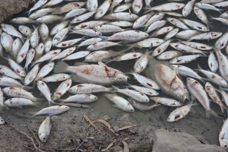 Darling-Baaka fish kill ‘pollution incident’