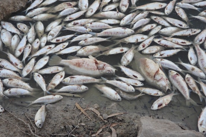 Independent inquiry to reveal fish kill failures