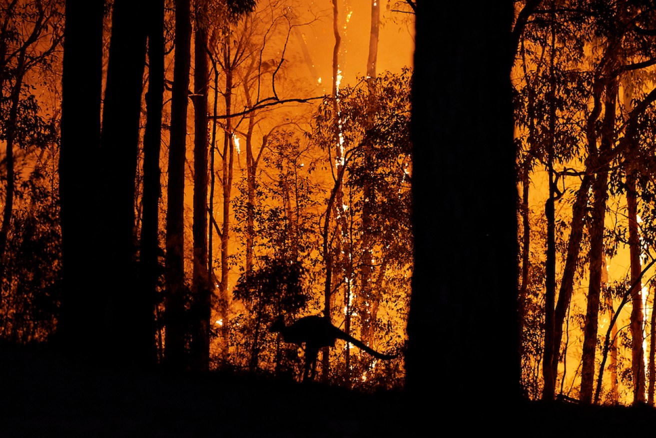 Several fires are encircling the town of Tenterfield in northern NSW as hot winds fan dozens of blazes across the state.