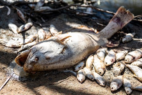 Emergency centre to deal with millions of dead fish