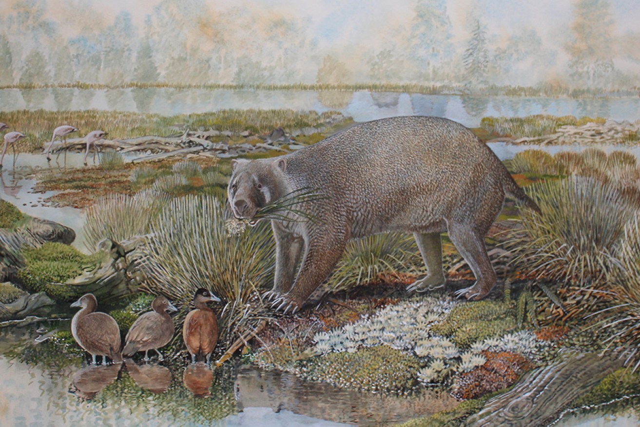 Remains of an early ancestor of the wombat that lived about 25 million years ago have been found. 
