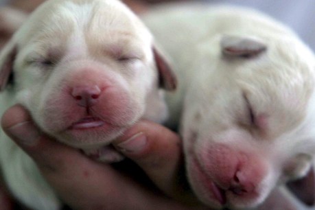 Court hands WA breeder 40-year ban after find