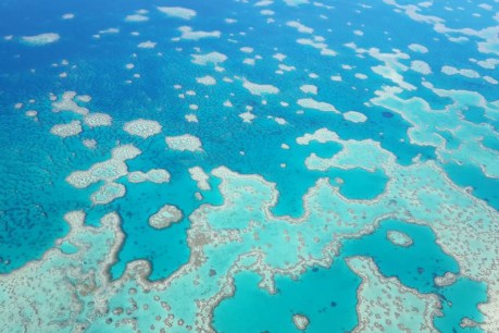Study charts decade of loss on Australian reefs