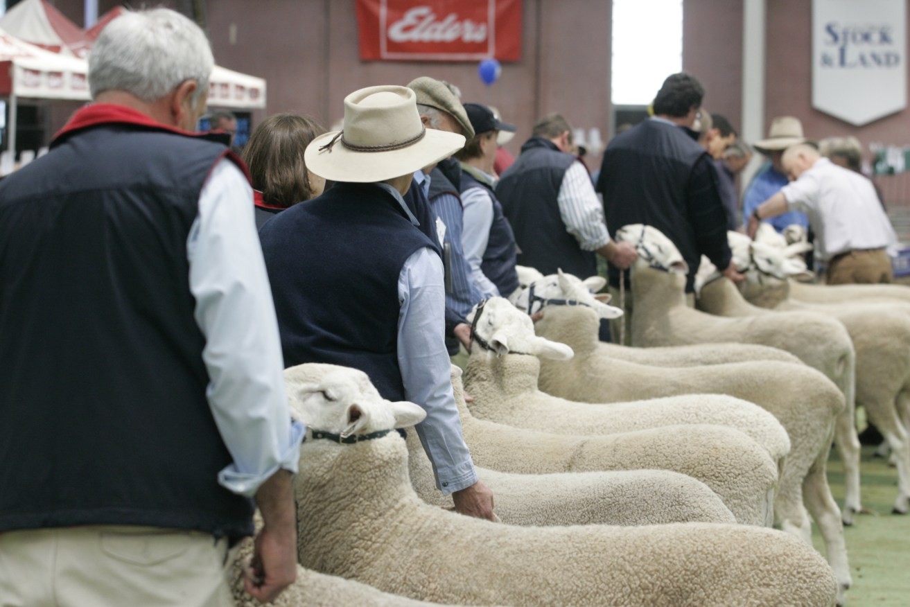 The Australian Sheep and Wool Show in Bendigo is the largest show of its type in the world.