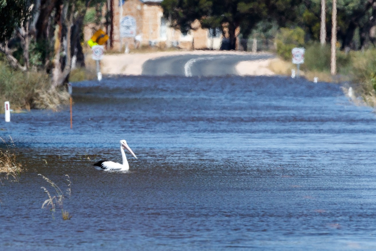 Recent flooding down the Murray in South Australia is now bringing significant environmental benefits with birds, fish and other species thriving.