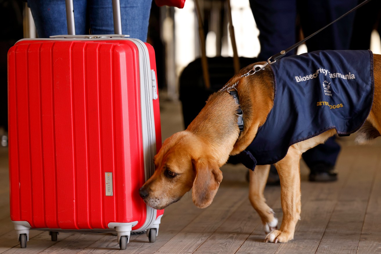 A sniffer dog has found meth and cocaine worth an estimated $5.5 million at Hobart Airport.