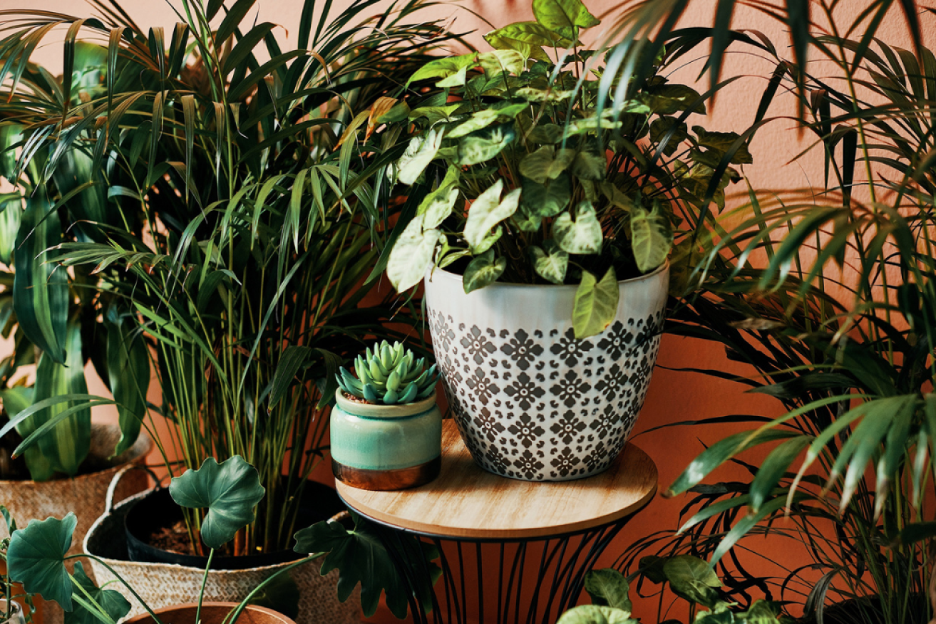 It turns out your plants might be making sounds.