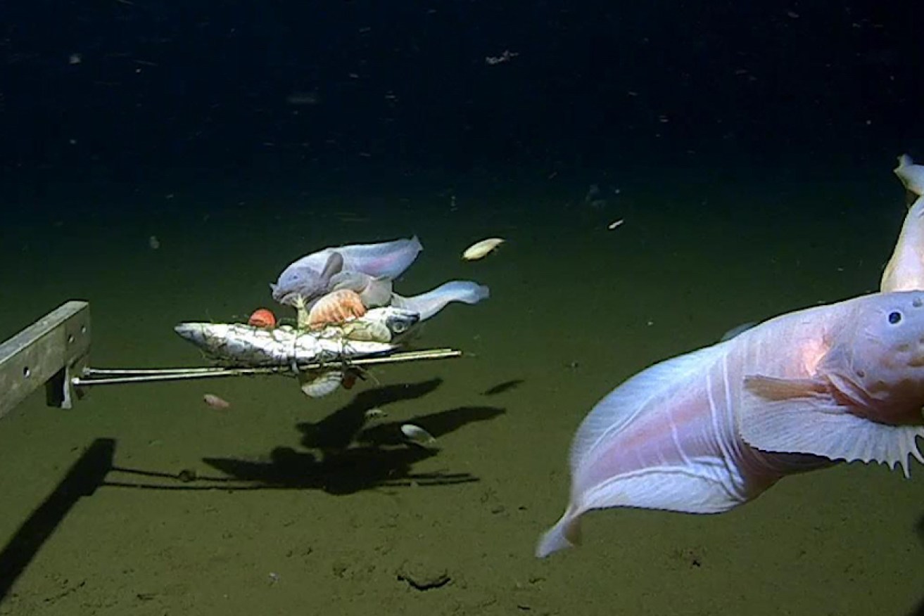The snailfish was found more than 8km underwater in a trench near Japan. <i>Photo: University of Western Australia</i>