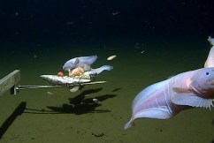 ‘Deepest’ fish ever recorded 8km underwater