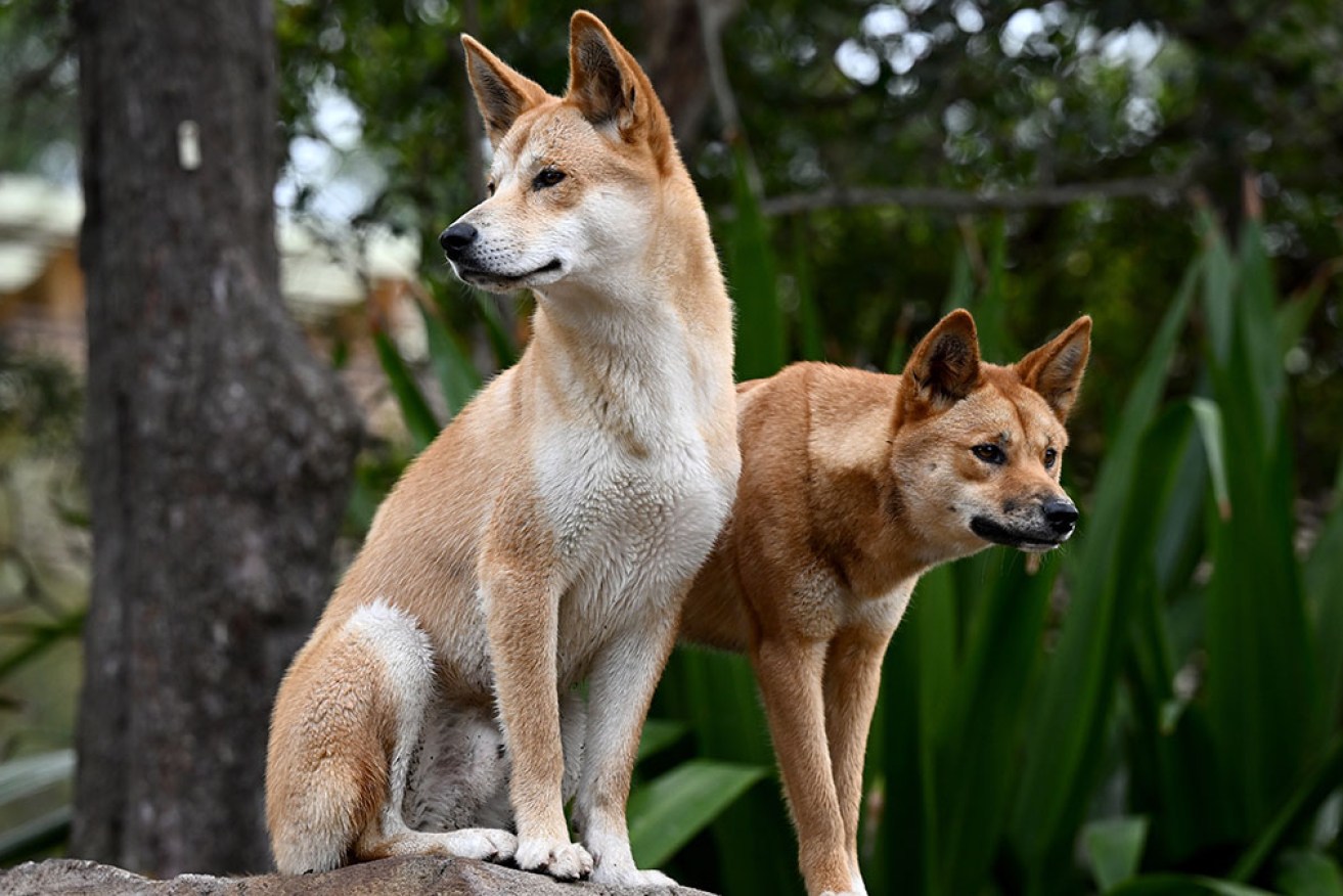 Taronga Zoo's new immersive exhibit Nura Diya is a celebration of Indigenous culture and wildlife. <i>Photo: AAP</i>