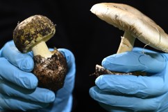 Rain sparks poisonous mushrooms warning