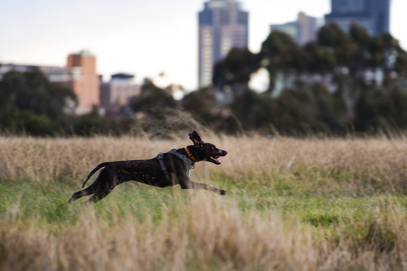 A spate of dog attacks has led a dog task force to consider tougher penalties for dog owners.