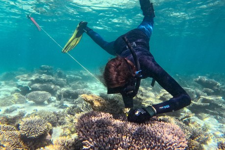 Ningaloo program helps coral warm to task