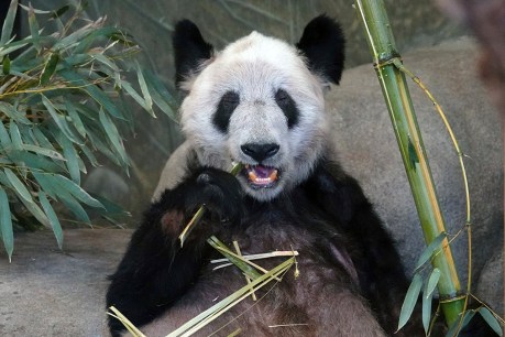 China welcomes home Ya Ya the panda after 20 years